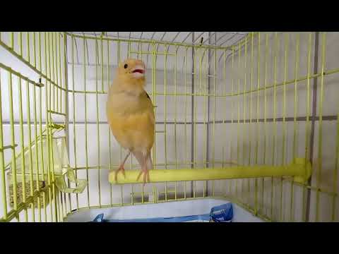 Видео: Канарейка поет огонь