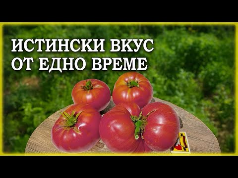Видео: Семена от стар сорт розов домат