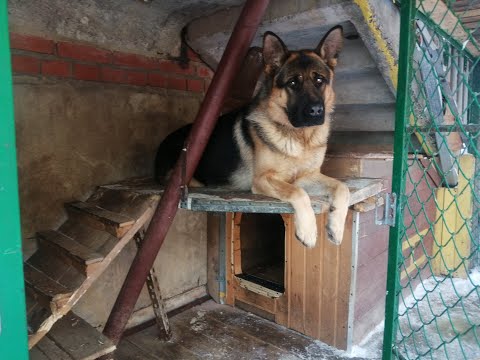 Видео: Устройство теплого пола в будке саморегулирующимся кабелем для немецкой овчарки Графа