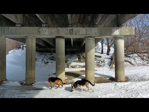 Видео: Прогуливаясь с собачками вышел на тайное жилище хозяев городской свалки.