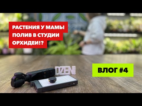Видео: Цветочный влог » Растения у меня и мамы дома » Полив в студии