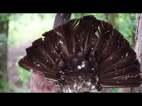 Видео: Охотничий минимум. Выпуск 6