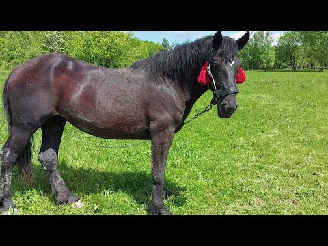Видео: 🔊📺Продаж🔥 Султан і Зірка потомство Гермеса і Героя✅️💰☎️💪