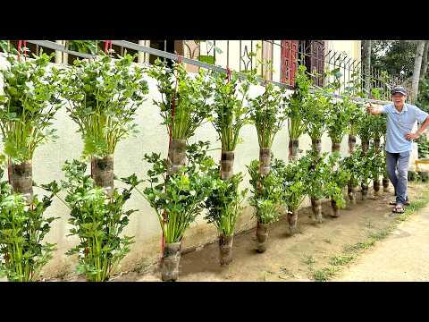 Видео: Выращивайте сельдерей без полива — собирайте урожай круглый год, получайте в 10 раз больше!