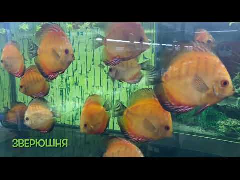 Видео: Зоомагазин «АКВАРИАЛЬ» г.Екатеринбург #зоомагазин #екатеринбург #рептилии #рыбки #аквариум