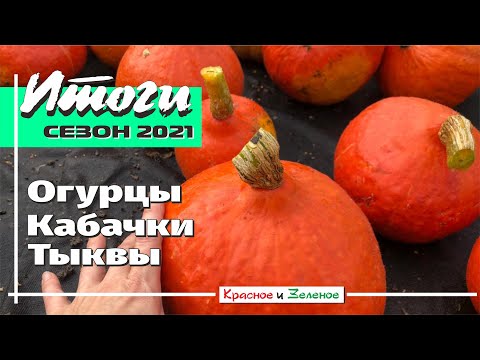 Видео: Огурцы, кабачки, тыквы  2021. Итоги сезона