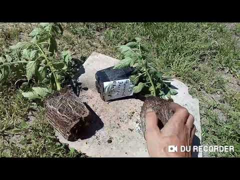 Видео: Райкат Старт против Фитактив Экстра. Корне стимулятор. Жена и теща подрались за волосы за это.