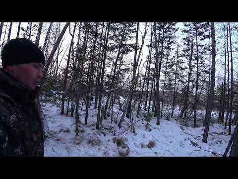 Видео: ПРИШЛИ ВОЛКИ!!! ЖУК ОЗВЕРЕЛ!  Необычная находка при сборе серы.