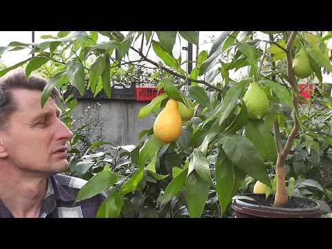 Видео: Citrus limon “Salicifolia” Лимон Иволистный