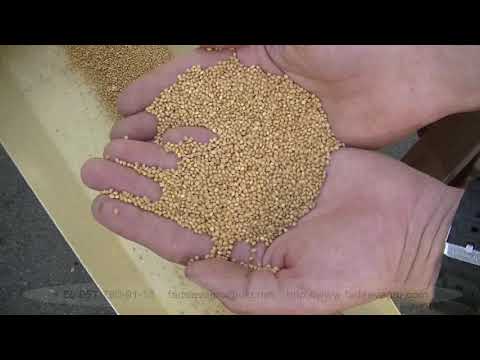 Видео: Очищающе-калибрующая машина Фадеева ОКМФ компакт /  Agro 2019