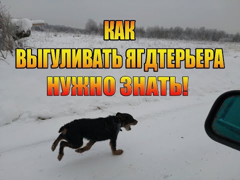 Видео: Как выгуливать Ягдтерьера правильно | Держим мышцы в тонусе
