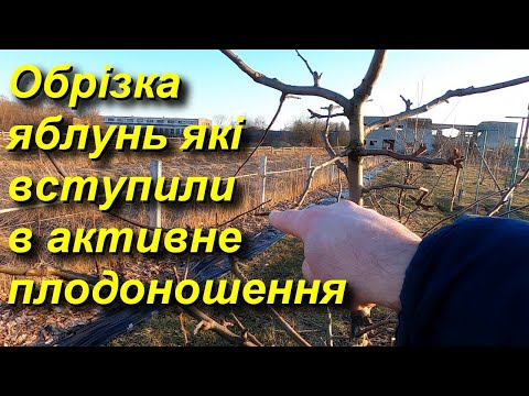 Видео: Обрізка 5-6ти річних яблунь / Активне плодоношення / Pruning apple trees