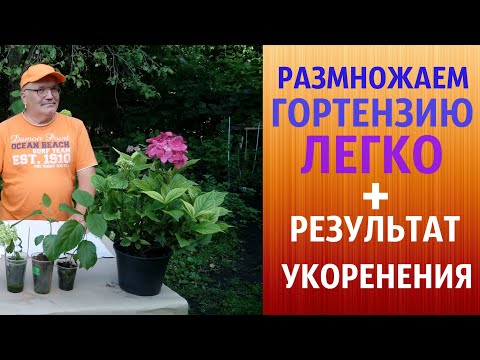 Видео: РАЗМНОЖАЕМ ГОРТЕНЗИЮ ЛЕГКО+РЕЗУЛЬТАТ УКОРЕНЕНИЯ.