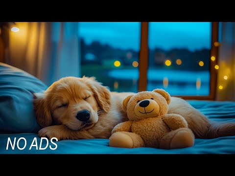 Видео: Успокаивающая музыка для собак, для сна и снятия беспокойства 🐶🎶 Без рекламы | Расслабляющая музык
