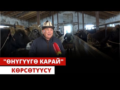 Видео: "Өнүгүүгө карай" көрсөтүүсү | 18.11.2023