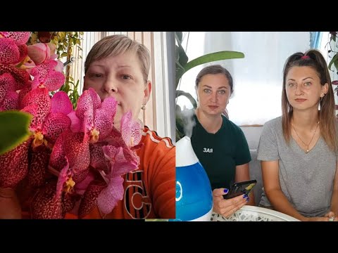 Видео: В гостях у Натальи Жуйковой из Армавира в Оранжереи ОРХИДЕЙ 🌸