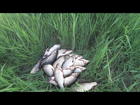 Видео: 4,5 кг язь аулау. 4,5 кг язи на вертушки. Рыбалка Казахстан 2022. Рыбалка Астана 2022.