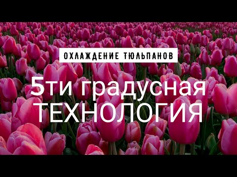 Видео: Тюльпаны. Охлаждение по 5-ти градусной технологии