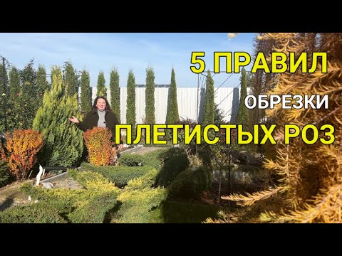 Видео: ОБРЕЗКА плетистых РОЗ 🌹| Правильная обрезка плетистых роз осенью|Плетистые розы: обрезка, формировка