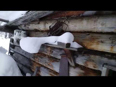 Видео: ОДИН В ТАЙГЕ / ДОБЫЧА СОБОЛЯ / ЗАБРОШЕННАЯ ИЗБА...