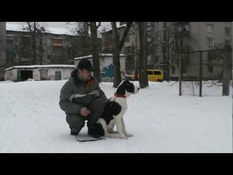Видео: Урок №2. Начальная отработка команды "Ко мне"