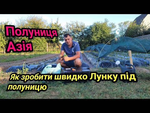 Видео: Висаджуємо полуницю Азія. Як зробити швидко лунку під полуницю