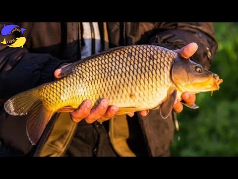 Видео: 30 риб на Флет . Роздача Коропа на pop-up.