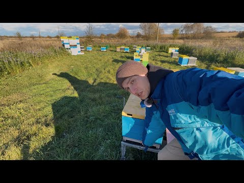 Видео: Останній шанс привести пасіку до ладу! Осіння ревізія бджолосімей 2025.