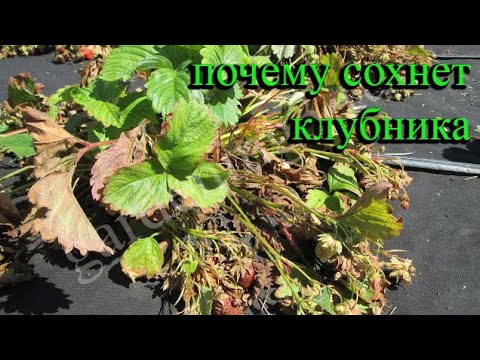 Видео: 🍓Почему сохнут кусты клубники