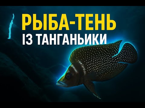 Видео: Altolamprologus calvus -- Хищник среди камней