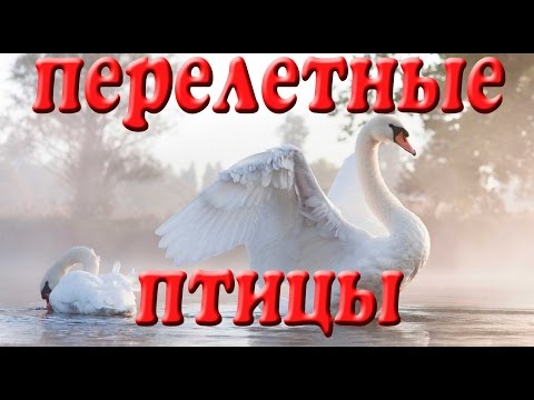 Видео: Перелетные птицы. Презентация для детей. Окружающий мир.