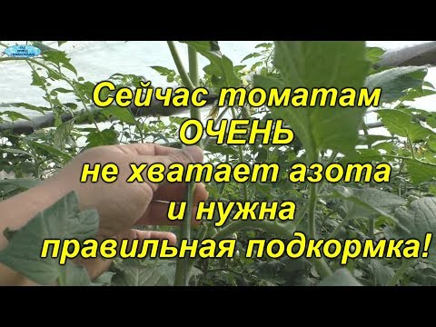 Видео: Если срочно не принять сейчас меры, то часть урожая томатов можно потерять!