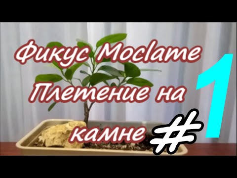 Видео: Фикус Moclame. Плетение на камне. #1 Лето2023