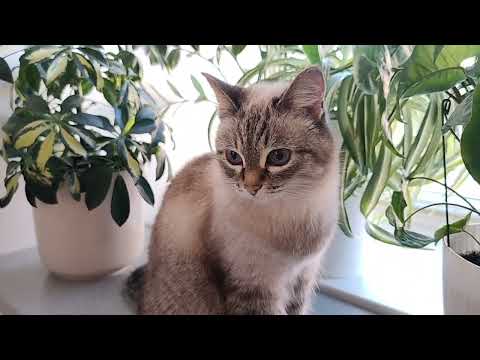 Видео: Цветочный тур в моей гостинной! 🪴 13.07.25 😀 видео обзор перед отпуском🤗