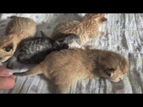 Видео: Котятам Шанель 8 дней 😊 выгуливаем котят 😊