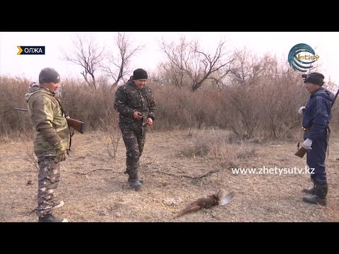 Видео: ОЛЖА - ҚЫРҒАУЫЛ АТУ. ҚАРАҚАСТЕК. ЖАМБЫЛ АУДАНЫ / 12.12.21