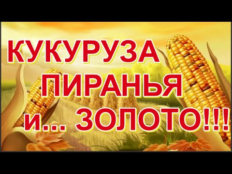 Видео: ЗОЛОТАЯ КУКУРУЗА