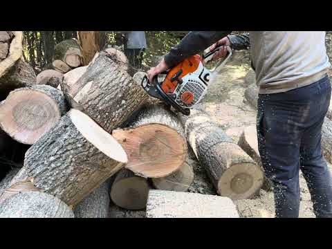 Видео: 31 серпня 2023 р.🌳Ясен🌳