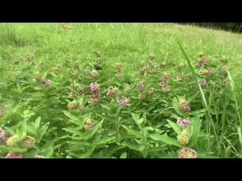 Видео: Если вы это построите, они придут!