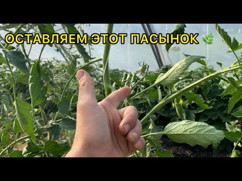 Видео: Теперь веду томаты минимум в 2 стебля. Причины.