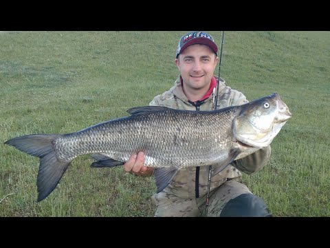 Видео: ОГРОМНЫЙ ЖЕРЕХ И НЕУДЕРЖИМЫЙ СОМ ! СУМАСШЕДШАЯ РЫБАЛКА !