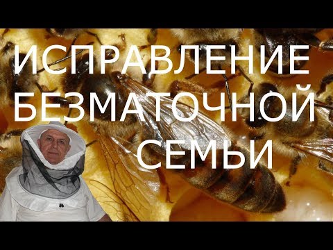 Видео: Почему не получилось исправить безматочную семью у пчел?
