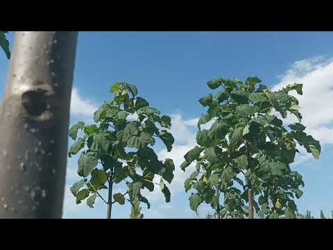 Видео: Мои павловнии 16 июня 2022 г.