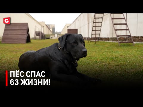 Видео: ПЁС СПАС 63 ЖИЗНИ! | Как четвероногие служат Родине | Лохматые спасатели