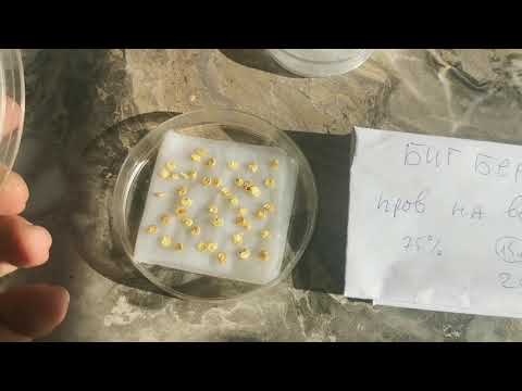 Видео: Пересорта не будет, если выполнять это простое правило! Проращивание семян в чашках Петри