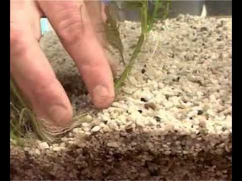 Видео: Посадка растений в аквариум