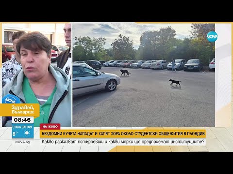 Видео: Бездомни кучета нападат пешеходци в Пловдив
