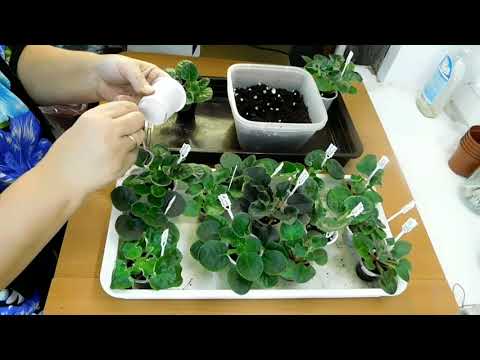 Видео: Переводим деток в стартеры.