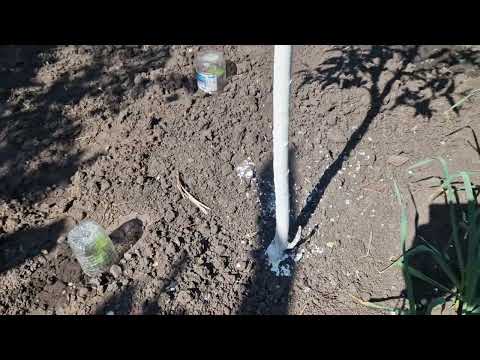 Видео: Результат выращивания саженца прямо на дереве из ветки.