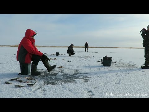 Видео: Попали на жор окуня. Озеро Зайсан. Первый лед.